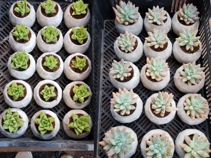 סוקולנט שתול בעציץ בטון יצוק כפנית והורטזיה רטוזה